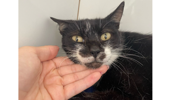 Ajude a Olivia voltar a andar