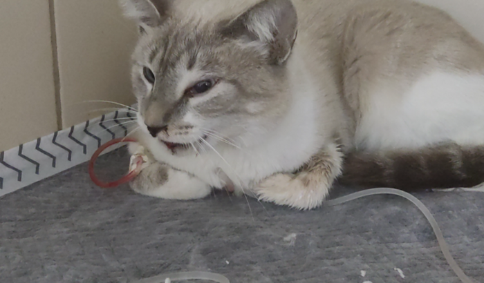 Cirurgia de Lulu 🥺