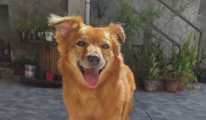 Pagamento da Cirurgia no joelho direito da Sol