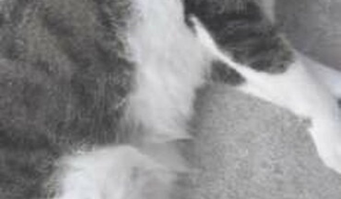  AJUDE A PAGAR A CIRURGIA DE FLOQUINHO 