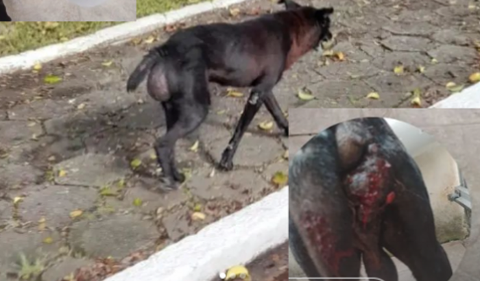 Ajude o cãozinho Sebastião