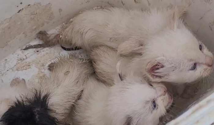 SALVEM AS VÍTIMAS DO ESTUPRADOR