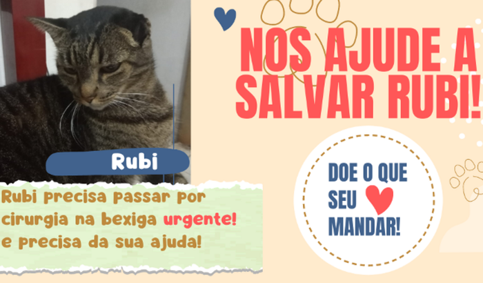 Ajuda para pagar a cirugia de urgência da gata Rubi