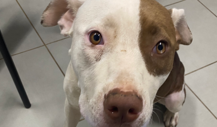 Ajude a salvar a Zara