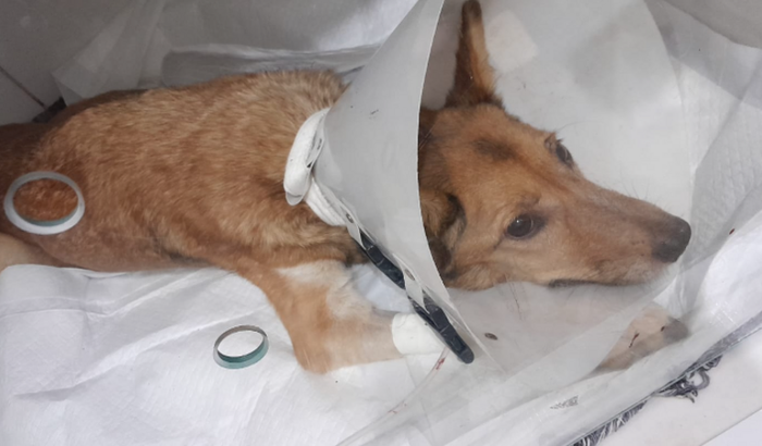 INTERNACAO DA lessie cirurgia piometra