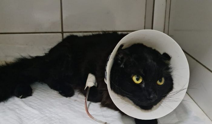 Todos pelo geraldinho 