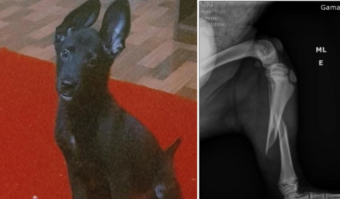 ❗️❗️❗️❗️❗️Urgência minha filhotinha quebrou a (Tibia) ❗️❗️❗️❗️❗️