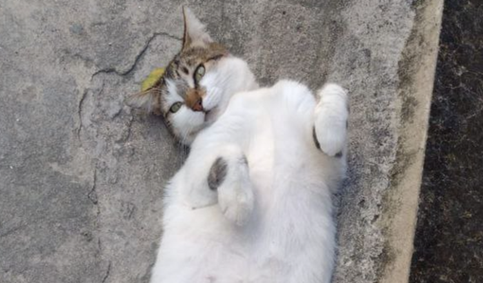 Apadrinhe 22 Gatinhos: Ajude-nos a Cuidar e Alimentar os Peludinhos!