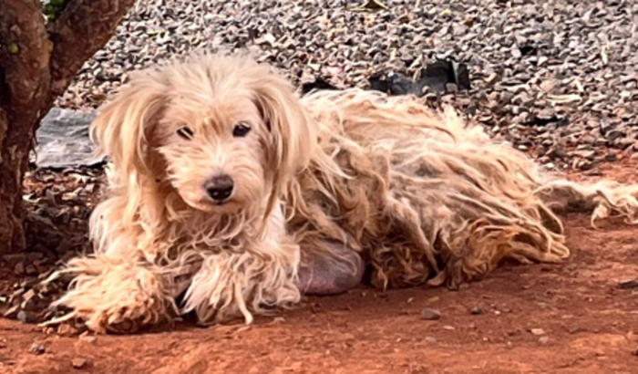 AJUDA PARA O FLOQUINHO