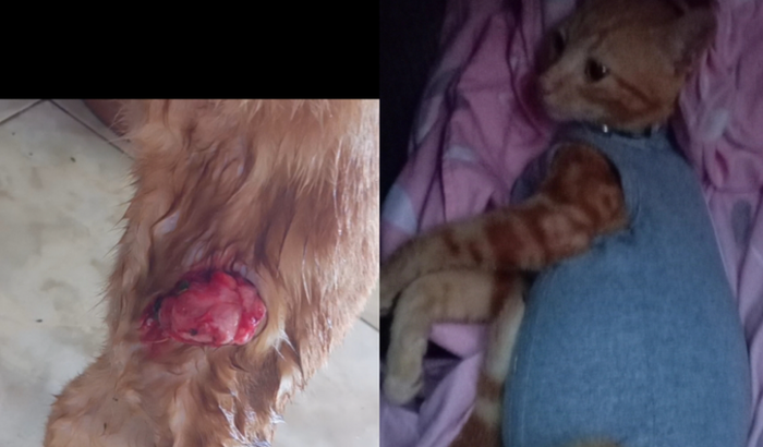 SALVANDO A GATINHA ESTRELA 🌟