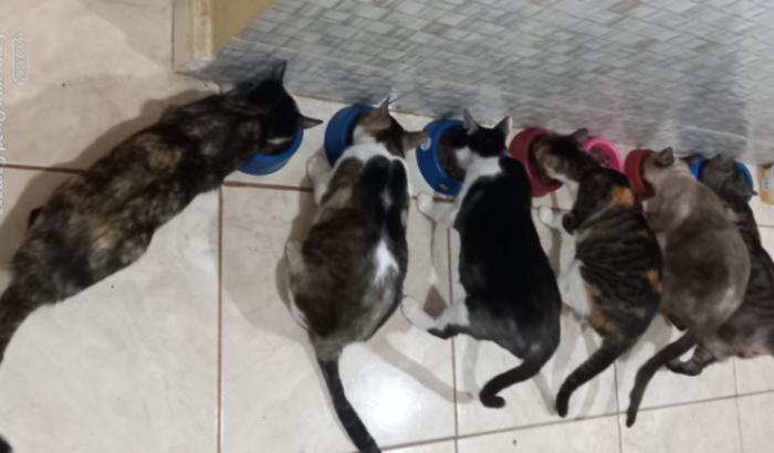 Ajuda para comprar ração para gatos abandonados e doentes.