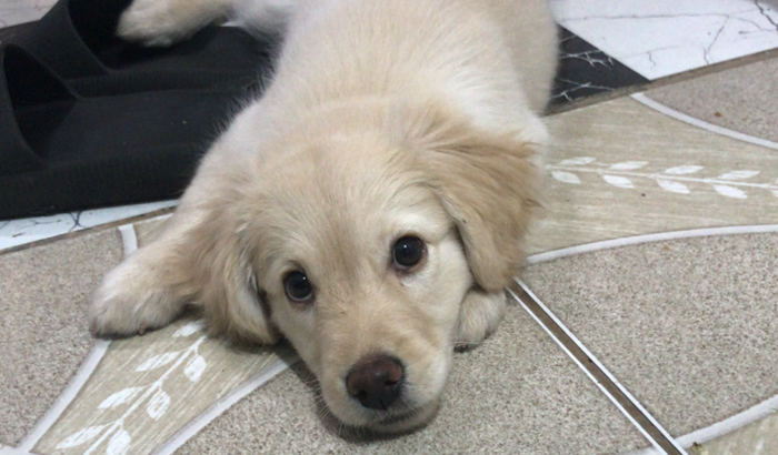 Ajudar na cirurgia da minha cachorrinha.