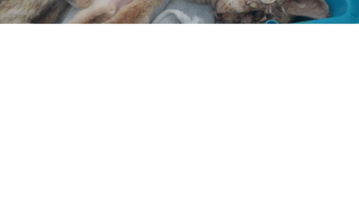 Ajuda as despesas do Ninico 