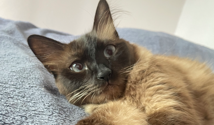 Internação e procedimentos Ícaro 