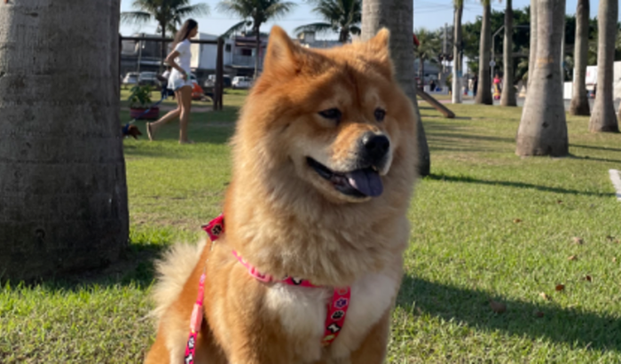 CIRURGIA DE PIOMETRA DA MINHA CACHORRINHA 🐾