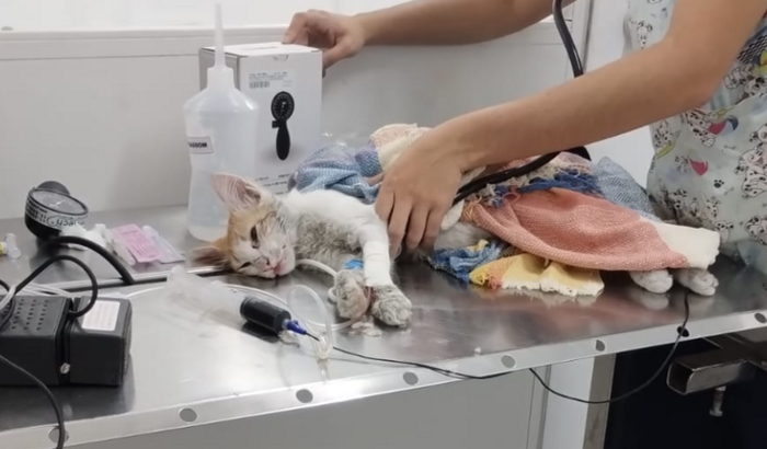 AJUDE NO TRATAMENTO DE GATINHO ENVENENADO!!!