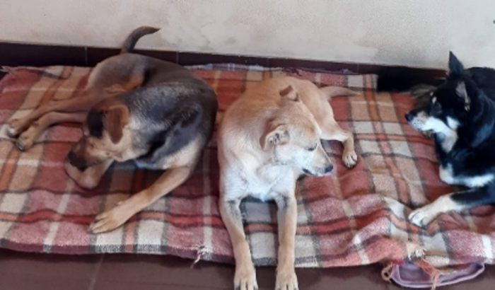 Construir um abrigo para 4 cães