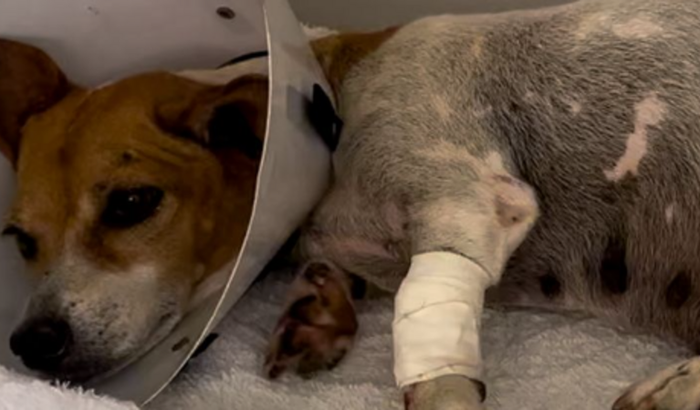 CIRURGIA E TRATAMENTO LUA (RESGATE)