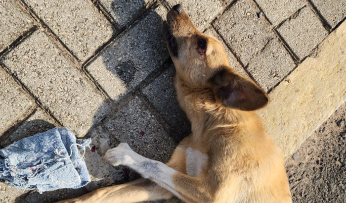 Ajude o Hércules 🙏🏻