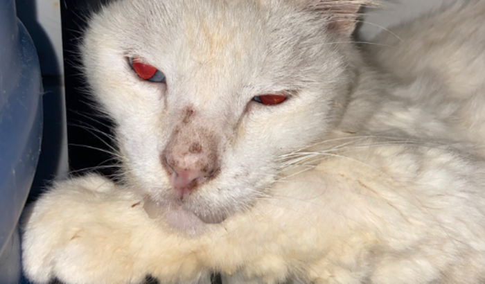 Extração Dentária de Nino