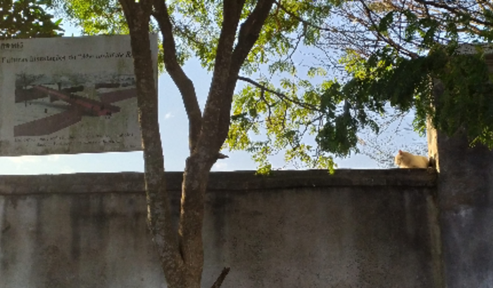 Pesquisa em arte e pedagogia: homenagem à "louca" ancestralidade