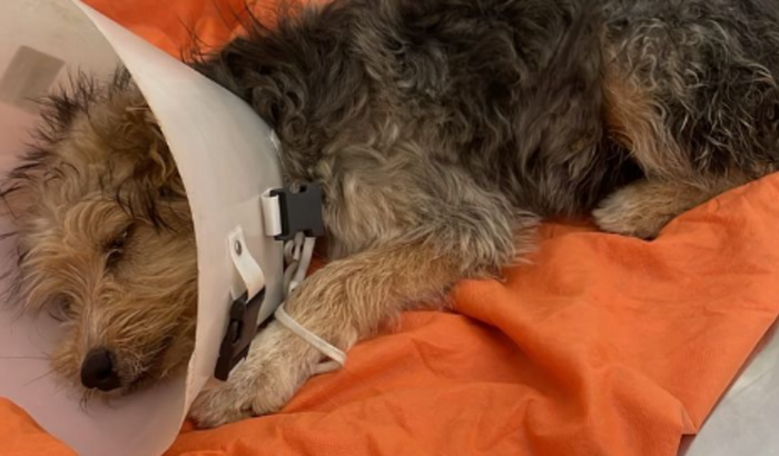 🐾 AJUDE A SALVAR UMA VIDA! 🐾