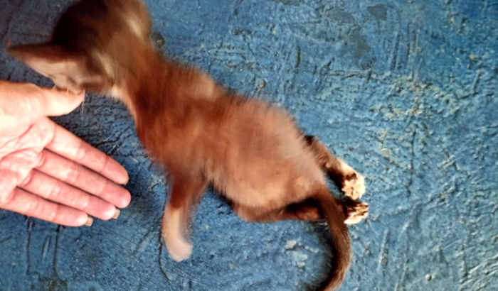 Vaquinha para o gatinho césar fazer fisioterapia