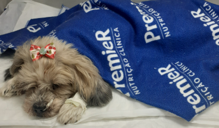 Todos pela Meg/ *DÍVIDA DO TRATAMENTO*