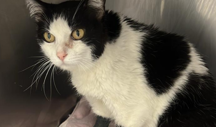 Ajude a Nina vencer o Câncer