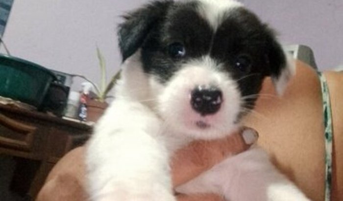 SOS ABRIGO CÃES E CATS ajude 143 animais ajude Dhony