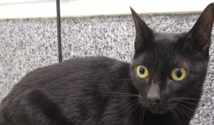 Salvar nossa Gatinha Elvirinha