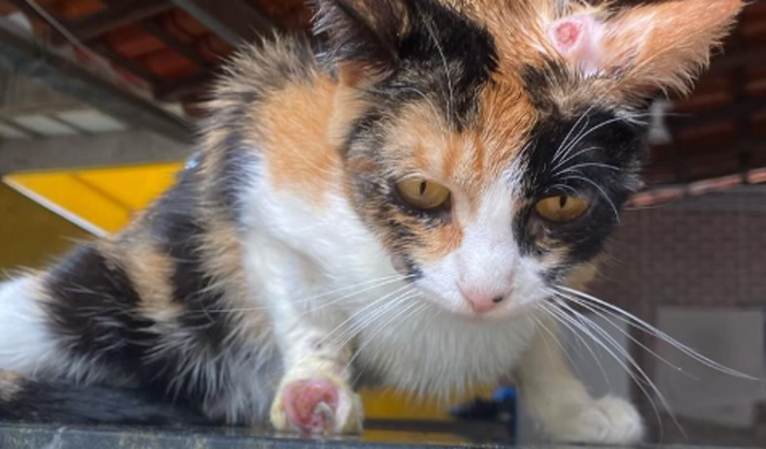 Gata com esporotricose