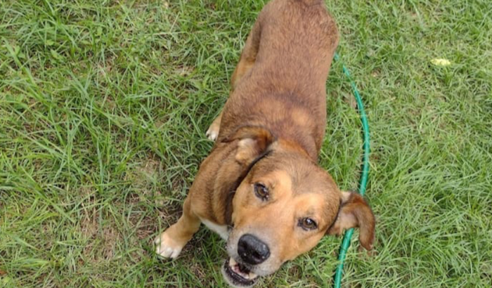 Nos ajudem a salvar o VODKA