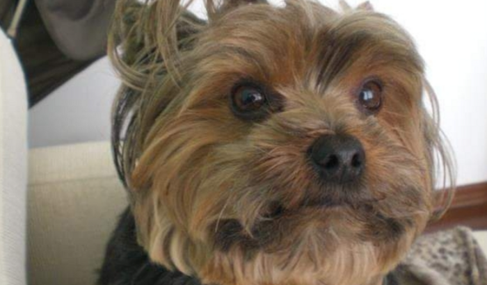 Cirurgia Tumor de Zeca (Yorkshire de 17 anos)