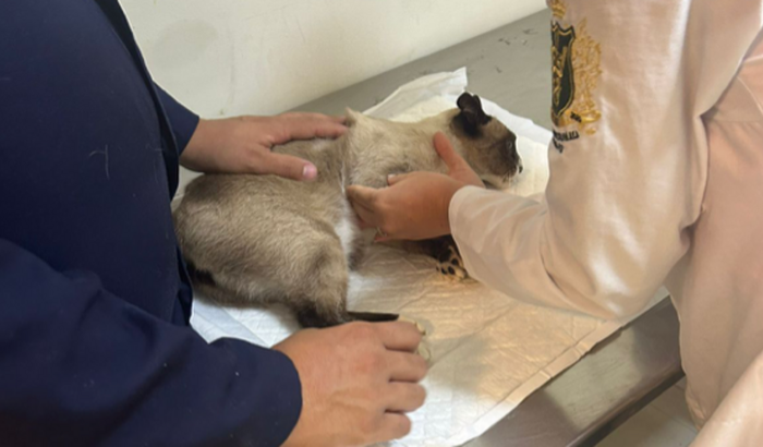 Ajude o Thomas a voltar a andar 🙏🏻🥺