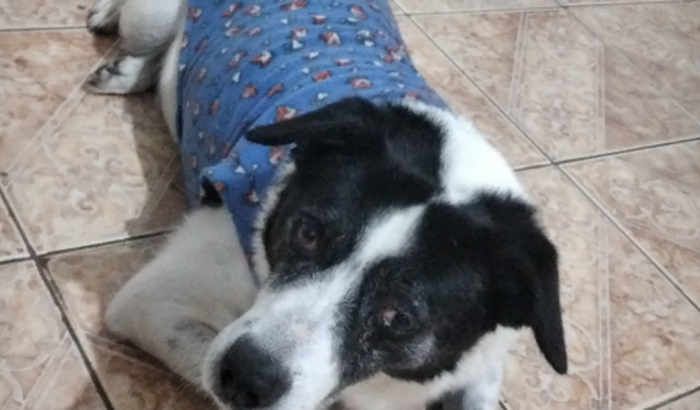 Juntos pelo Pingo - para consulta, exame e cirugia