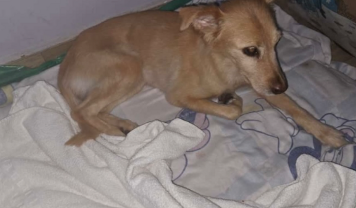 AJUDE A CACHORRINHA DO TADEU ( MEL)