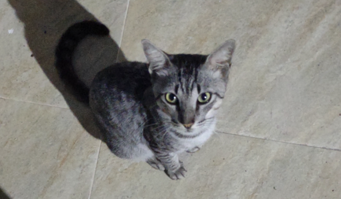 Teste FIV FELV do gatinho