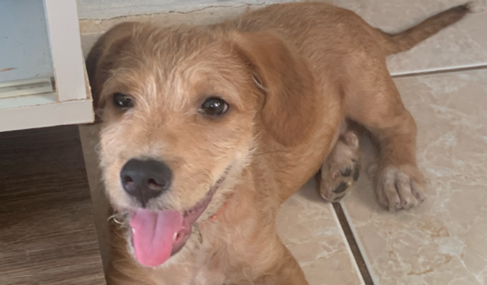 Tratamento de Joaquim