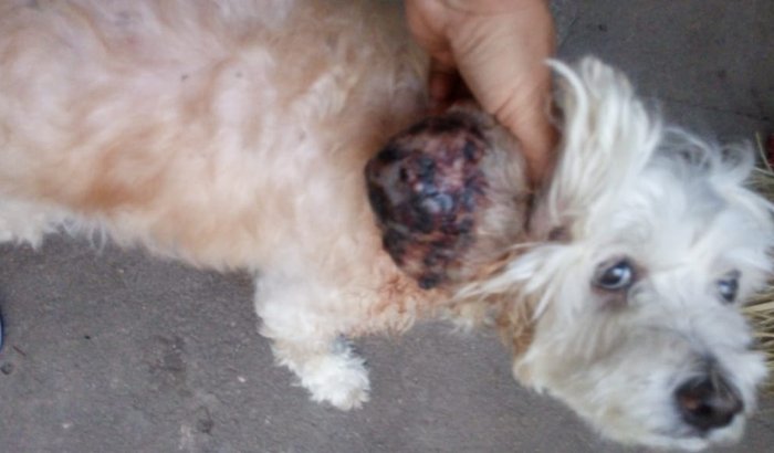 Cirurgia para cachorra com câncer