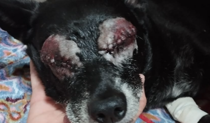 Tratamento do Cavalinho