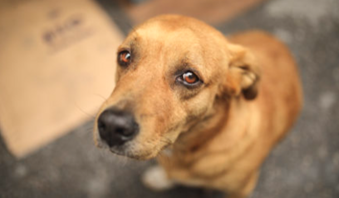 RAÇÃO PARA OS ANIMAIS 