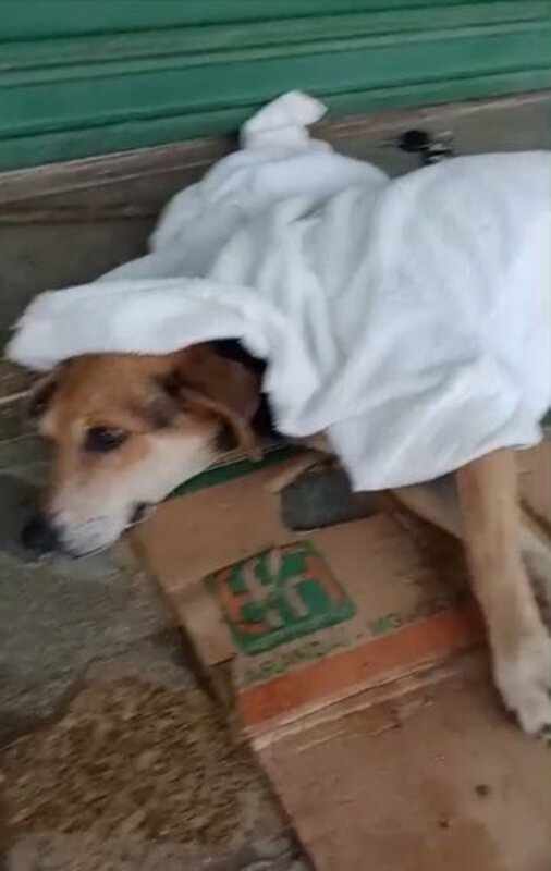 imagem da vaquinha Sorriso (cachorro de rua) quebrou a coluna vertebral .. 