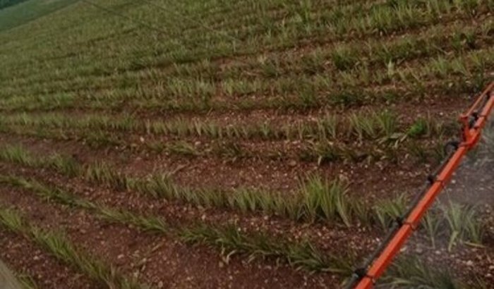 Ajuda com minha plantação de abacaxi por favor quem pode ajudar agradeço ...precisando compre agrotóxicos e adubo 