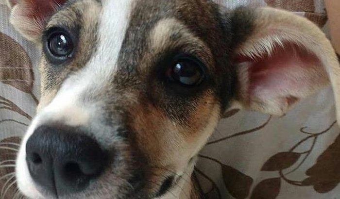 Cirurgia P Colocar Pino esquerdo e Amputação da Pata Direita