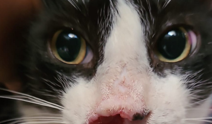 Ajuda para o gatinho Pinóquio