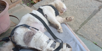 Gatinho João Perna Quebrada | Vaquinhas online