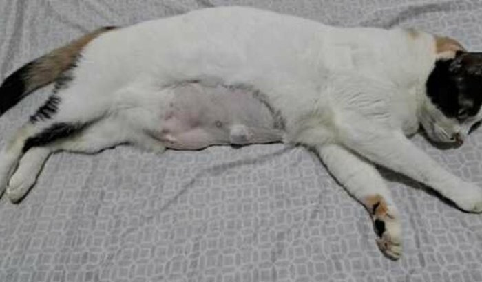 Ajude Floquinha a vencer o câncer