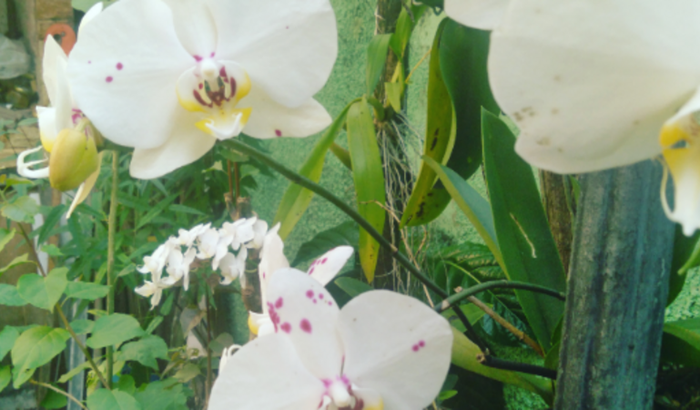 Ida a Portugal (Intercâmbio)