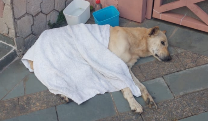 AJUDA PARA TRATAMENTO DO CÃO ABANDONADO NA RUA COLINHI